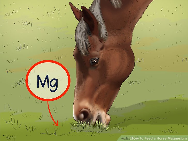 paarden hebben magnesium nodig